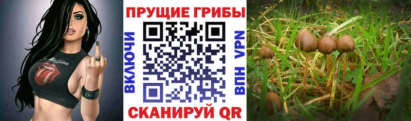 МЕГА ТОР  Гвардейск  Галлюциногенные грибы Magic Shrooms 